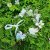 Blumenkranz - Gårda Iris Flowerband (mehrfarbig)