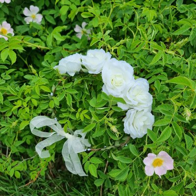 Blumenkranz - Gårda Rose Flowerband (weiß)